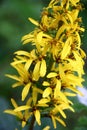 Ligularia przewalskii inflorescence.