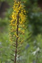 Ligularia przewalskii flowers