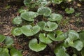 Ligularia Reniformis