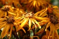 Ligularia flowers. Hard lighting.