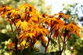 Ligularia flowers. Side view.