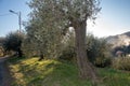 The ligurian landscape