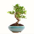 Ligustrum bonsai Royalty Free Stock Photo