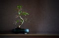 Ligustrum Chinensis bonsai Royalty Free Stock Photo
