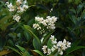 Ligustrum japonicum Japanese privet