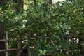 Ligustrum japonicum Japanese privet Royalty Free Stock Photo