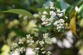 Ligustrum japonicum Japanese privet Royalty Free Stock Photo