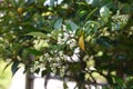 Ligustrum japonicum Japanese privet Royalty Free Stock Photo