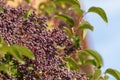 Ligustrum lucidum Arboreal Aligustre of Japan.