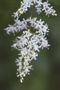 Ligustrum lucidum Chinese Privet Plant