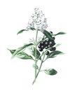 Ligustrum Lucidum or Privet plant. Ligustrum vulgare. Antique hand drawn plant illustration. Vintage and antique flowers. wild flo