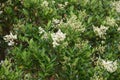 Ligustrum lucidum tree and flowers
