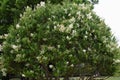 Ligustrum lucidum tree and flowers