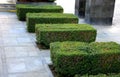 Hedgerow of Ligustrum ovalifolium privet shrubs planted in large paved area sidewalk pedestrian zone 4 hedges of spring sproutin Royalty Free Stock Photo