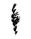 Ligustrum vulgare branch silhouette, imprint, stamp.