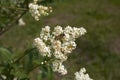 Ligustrum vulgare flower with bee
