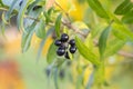 Ligustrum vulgare ripened black berries fruits, shrub branches with leaves, autumn colors in sunlight