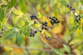 Ligustrum vulgare ripened black berries fruits, shrub branches with leaves, autumn colors in sunlight Royalty Free Stock Photo