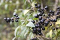 Ligustrum vulgare ripened black berries fruits on shrub branches