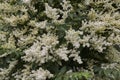 Ligustrum vulgare shrub Royalty Free Stock Photo