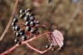 Ligustrum vulgare wild privet, common privet, European privet black ripe berries on branch with green leaves close up detail Royalty Free Stock Photo