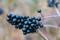 Ligustrum vulgare (wild privet, European privet), black berries on bush twigs Royalty Free Stock Photo