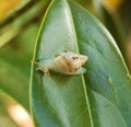Liguuus fasciatus land snail