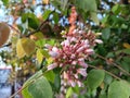 Lihgt purple red colors of star fruits flowers