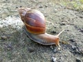 a liitle snail walk alone