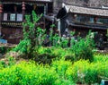 Lijiang rapeÃ¯Â¼Åa lot of