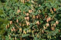 Lijiang spruce tree with clusters of cones on the branches Royalty Free Stock Photo