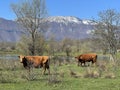 Lika cattle - Breed of Lika Busa on fertile pastures at the foot of Velebit, Croatia (Primitivna pasmina goveda busa Royalty Free Stock Photo