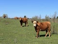 Lika cattle - Breed of Lika Busa on fertile pastures at the foot of Velebit, Croatia (Primitivna pasmina goveda busa Royalty Free Stock Photo