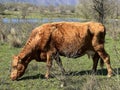 Lika cattle - Breed of Lika Busa on fertile pastures at the foot of Velebit, Croatia (Primitivna pasmina goveda busa Royalty Free Stock Photo