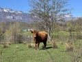 Lika cattle - Breed of Lika Busa on fertile pastures at the foot of Velebit, Croatia (Primitivna pasmina goveda busa Royalty Free Stock Photo