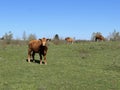 Lika cattle - Breed of Lika Busa on fertile pastures at the foot of Velebit, Croatia (Primitivna pasmina goveda busa Royalty Free Stock Photo