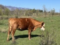 Lika cattle - Breed of Lika Busa on fertile pastures at the foot of Velebit, Croatia (Primitivna pasmina goveda busa Royalty Free Stock Photo