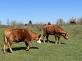 Lika cattle - Breed of Lika Busa on fertile pastures at the foot of Velebit, Croatia (Primitivna pasmina goveda busa Royalty Free Stock Photo