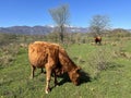 Lika cattle - Breed of Lika Busa on fertile pastures at the foot of Velebit, Croatia (Primitivna pasmina goveda busa Royalty Free Stock Photo