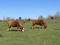 Lika cattle - Breed of Lika Busa on fertile pastures at the foot of Velebit, Croatia (Primitivna pasmina goveda busa Royalty Free Stock Photo