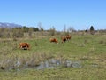 Lika cattle - Breed of Lika Busa on fertile pastures at the foot of Velebit, Croatia (Primitivna pasmina goveda busa Royalty Free Stock Photo