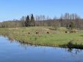 Lika cattle - Breed of Lika Busa on fertile pastures at the foot of Velebit, Croatia (Primitivna pasmina goveda busa Royalty Free Stock Photo