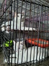 we give this cat& x27;s name is angel for girl n Rambo for boy,