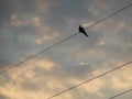 Like a Bird On a Wire Royalty Free Stock Photo