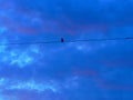 Like a Bird On a Wire Royalty Free Stock Photo