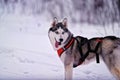 Husky dog, with tongue in winter Royalty Free Stock Photo