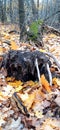 Like the fangs of a mammoth, roots of fallen trees after a violent hurricane