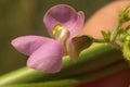 476 Flower Pale Violet Macro