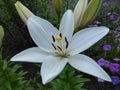 White Bride Lily