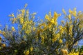 Like many other Irish wildflowers, the yellow furze